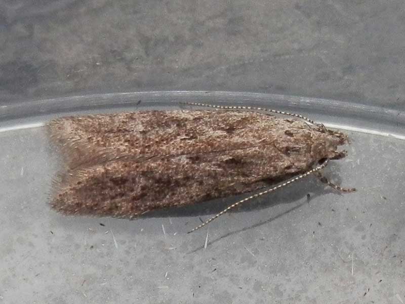Carpatolechia notatella 